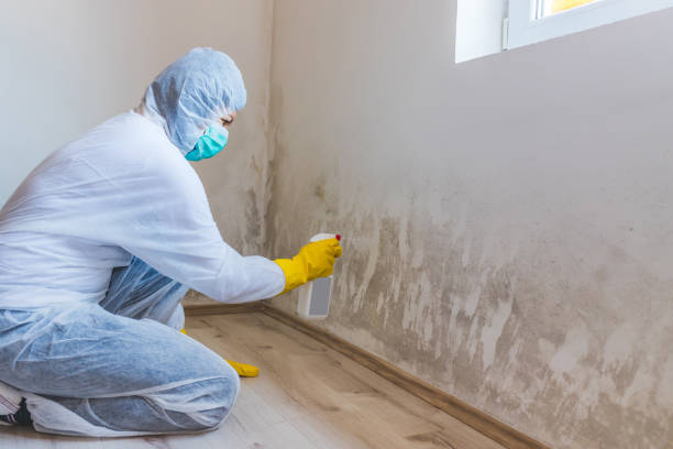 Licensed Mold Remediation service in Bensenville, IL - WQB Mold Removal